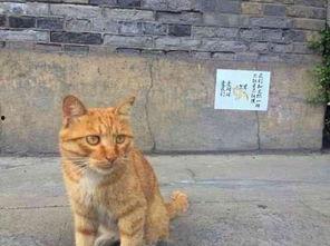 网红猫吃贝贝瓜图片,贝贝瓜成新宠