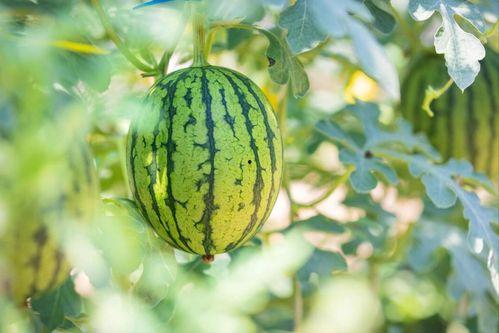 吃瓜群最新官网地址,吃瓜群最新官网地址，带你畅游瓜界新天地