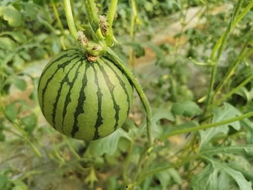 广艺网红吃瓜事件,揭秘校园网络事件背后的真相